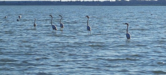 Flamingi  © Pawe