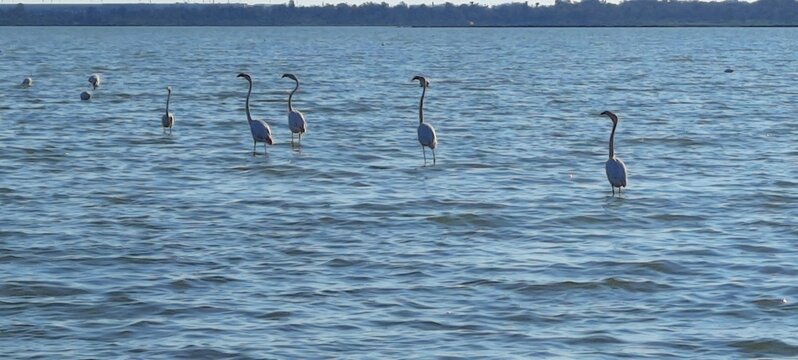 Flamingi 