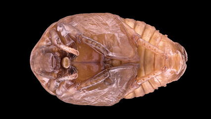 Beetle pupa Pachnoda marginata, family Scarabaeidae. They live on trees and bushes, feed on fruits,...