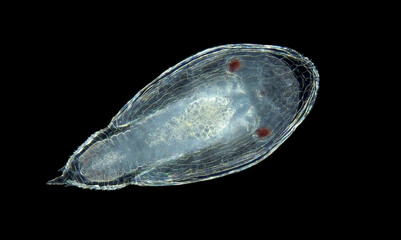 Larva y-cypris of crustacean Hansenocaris under microscope, subclass Facetotecta. Adult stage...