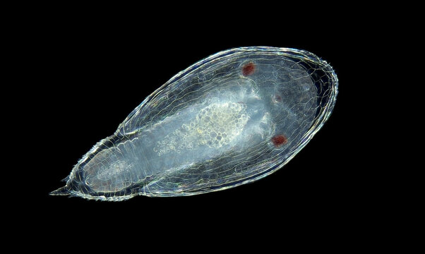 Larva y-cypris of crustacean Hansenocaris under microscope, subclass Facetotecta. Adult stage possibly leading a parasitic lifestyle. White sea