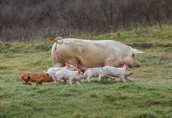 Little pink piglets run freely through the garden. Piglets on the farm in the open air.