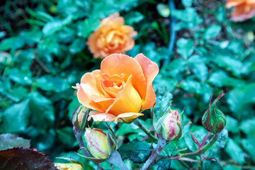 yellow roses in the garden