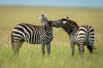 Plains zebra stands stretching to bite another