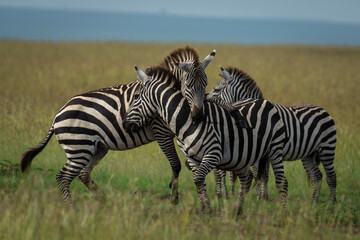 Obraz premium Plains zebra stands putting leg over another