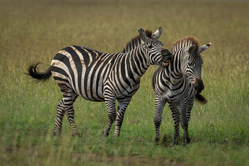 Fototapeta premium Plains zebra stands biting another on grassland