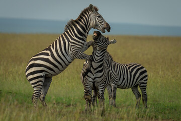 Plains zebra jumps on another in savannah