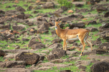 One-horned male impala stands on rocky slope