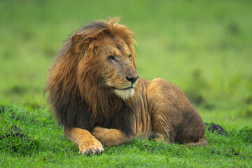 Obraz premium One-eyed lion lies on grass turning head