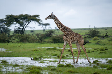 Masai giraffe crosses shallow water on grassland