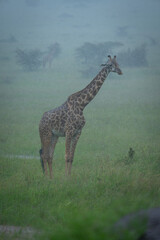 Obraz premium Masai giraffe stands on grassland in rain