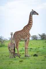 Obraz premium Masai giraffe and calf stand watching camera