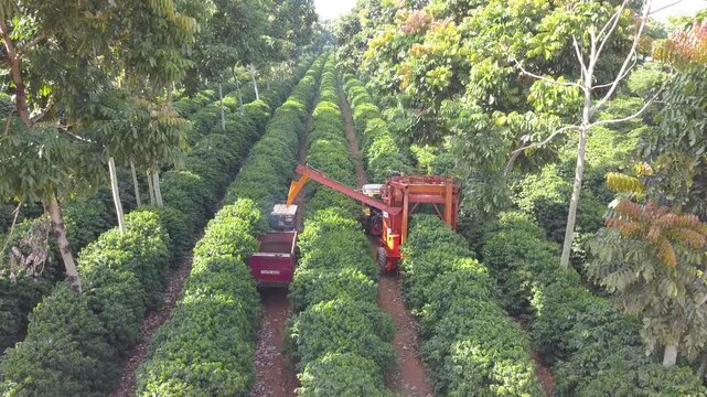 Aerial view of Harvester machines working in coffee field. Coffee farm. Mechanized coffee harvesting, large coffee field. Intercropping with trees. Coffee farm. Work in coffee field.