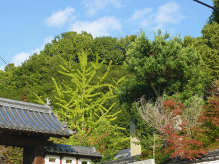 秋の寺の庭の森