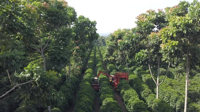 Aerial view of Harvester machines working in coffee field. Coffee farm. Mechanized coffee harvesting, large coffee field. Intercropping with trees. Coffee farm.