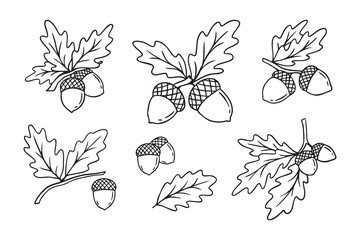 Hand drawn doodle oak leaves acorns icon set. leaf, acorn of an oak tree. Outline drawing an acorn.  © Yanka