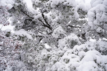 용마산 설산, 망우산 설산, 첫눈