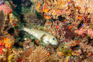 Belize Barrier Reef, the second largest coral reef system in the world, Porcupine (Puffer) Fish in...