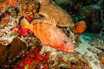 Belize Barrier Reef, the second largest coral reef system in the world, Red Hind (Epinephelus...