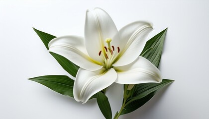 Single pure white lily head on isolated white background
