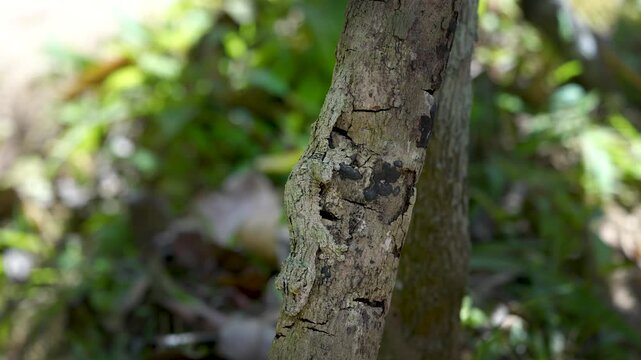 A giant leaf-tailed gecko is nearly invisible, perfectly camouflaged in the textured bark of trees. Its body shape and color mimic the surface of a tree, making it virtually undetectable. Madagascar.