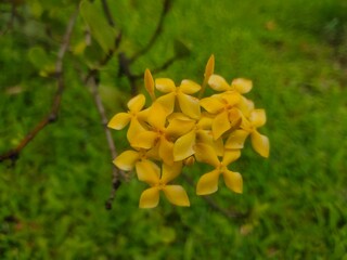 Fototapeta premium yellow flower on a green background