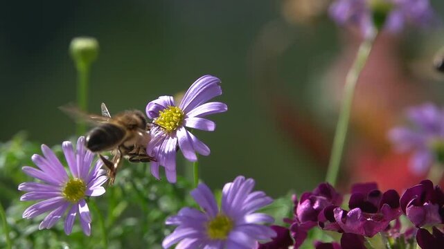 Bees, Flying on purple Flowers. closeup view. Nature Slow-motion. Violet daisy flowers
