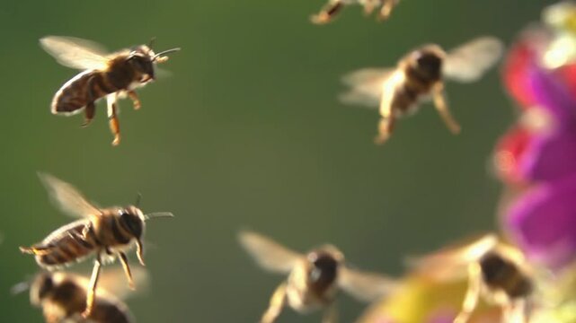 Bee swarm, bees flying. Honeybees. 