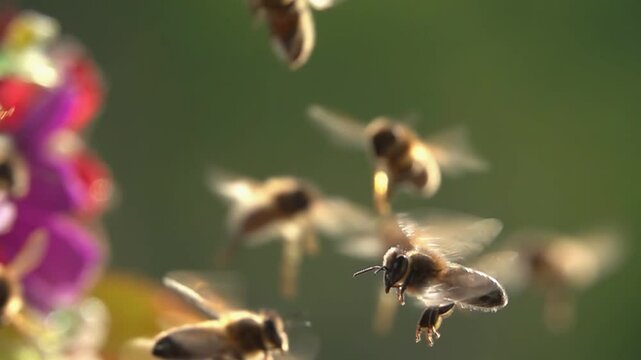 Bee swarm, bees flying. Honeybees. Funny animals.
