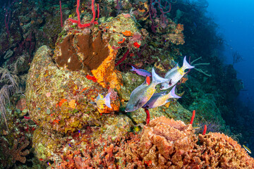 Belize Barrier Reef, the second largest coral reef system in the world, Creole Wrasse (Clepticus...