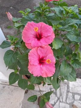 pink hibiscus flower