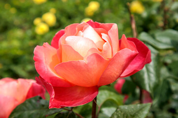 Fototapeta premium close-up red rose flower in the garden