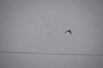 A bird is flying in the sky above a grey wall. The sky is overcast and the bird is flying low.
