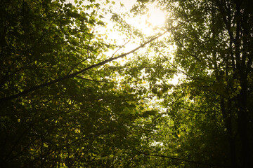 Fototapeta premium Lumière à travers le feuillage dans la forêt