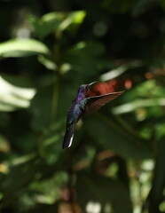 Male Violet sabrewing