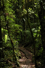Obraz premium Path in the rainforest
