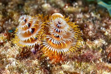 Belize Barrier Reef, the second largest coral reef system in the world, Christmas tree worms (Spirabranchus giganteus)