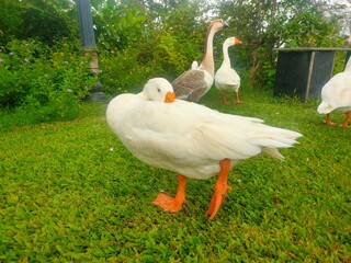white goose on the grass © Radhe photography 