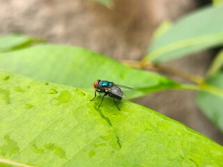 fly on leaf