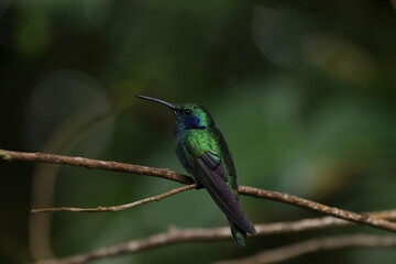 Mexican violetear (Colibri thalassinus)