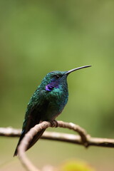 Mexican violetear (Colibri thalassinus)