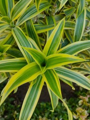 Fototapeta premium close up of a plant