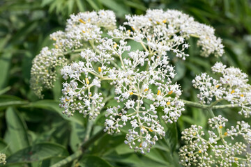 Beautiful Formosanum Elderberry (Sambucus formosana Nakai) flowers.