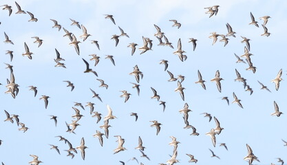 Fototapeta premium Flock of Dunlins