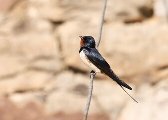Barn swallow