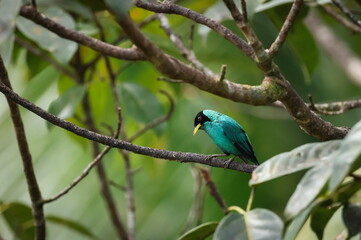 Fototapeta premium Male Green honeycreeper
