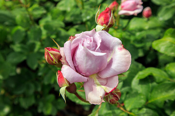 purple  rose in garden