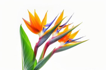 Bird of Paradise Tropical Flower Isolated, Strelitzia Bloom, Orange Exotic Bird Head Flower on White