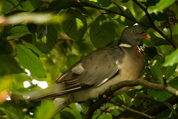 Common wood pigeon