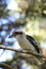 laughing kookaburra
